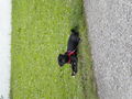 Hund(Blacky):-) 74331660