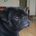 Hund(Blacky):-) 76405005