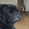 Hund(Blacky):-) 76405006