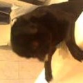 Hund(Blacky):-) 76405008