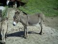 Freizeit- und Wildtierpark Enhagen 46914952