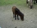 Freizeit- und Wildtierpark Enhagen 46914976