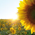 Sunflower_ - Fotoalbum