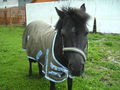 MeiiN kLeiinEs Pony.. R.I.P.. !!  74363741