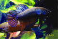 Betta smaragdina 3250868