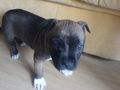 mei sister und ihr hund 73980689