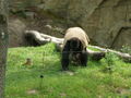 tierpark 61485977