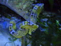 Mein Meerwasseraquarium 50800276