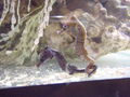 Mein Meerwasseraquarium 50800306