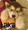 ?laika? 1-4 monat 74389263