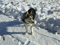 Laika`s 1 Winter ;) 75365917