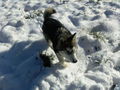 Laika`s 1 Winter ;) 75365923