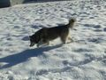 Laika`s 1 Winter ;) 75366122