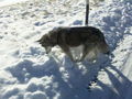 Laika`s 1 Winter ;) 75366123