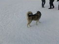 Laika`s 1 Winter ;) 75366129