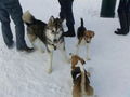 Laika`s 1 Winter ;) 75366131