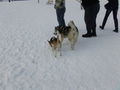 Laika`s 1 Winter ;) 75366132