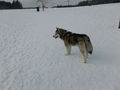 Laika`s 1 Winter ;) 75366133