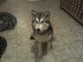 Laika`s 1 Winter ;) 75366135