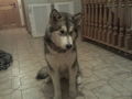 Laika`s 1 Winter ;) 75366251