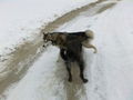 Laika`s 1 Winter ;) 75366253