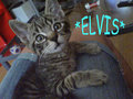 *MEINE BABYS ELVIS & JOHNNY!!!!* 24586848