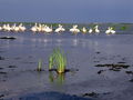 DANUBE DELTA - Donau Delta  74587560