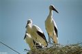 DANUBE DELTA - Donau Delta  74587561