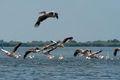 DANUBE DELTA - Donau Delta  74587575