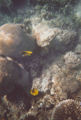 Unterwasserkamera Ägypten 30504817