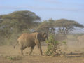 Kenia 2009 52361376