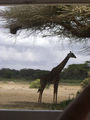 Kenia 2009 52361380